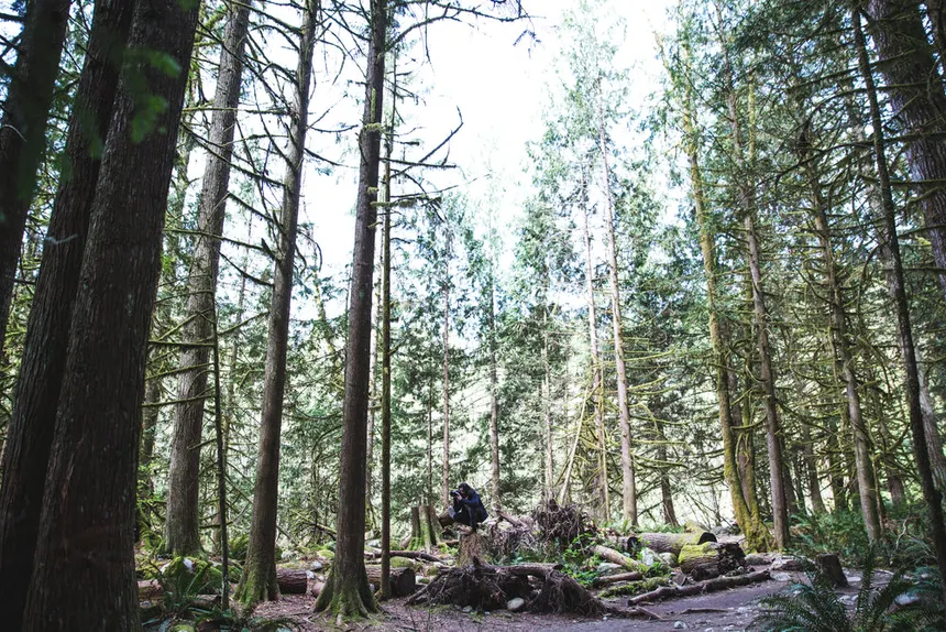 forest